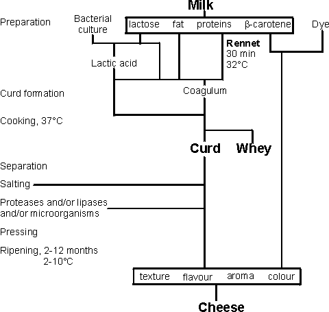 Cheese production flow chart